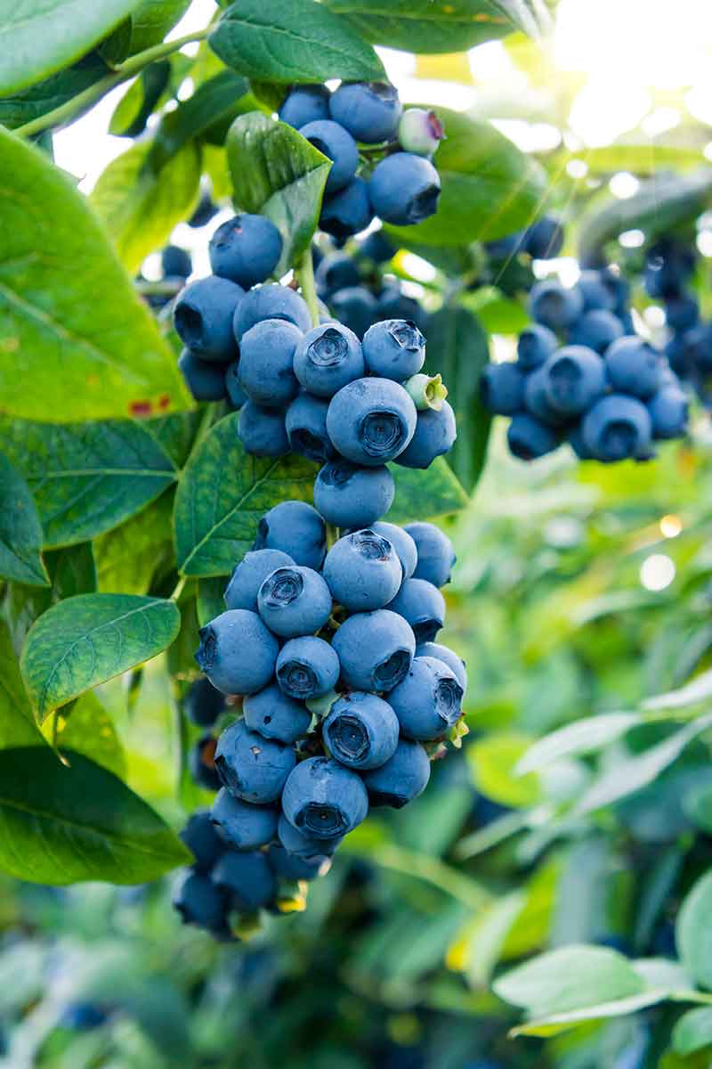 How to grow your own blueberries 🫐